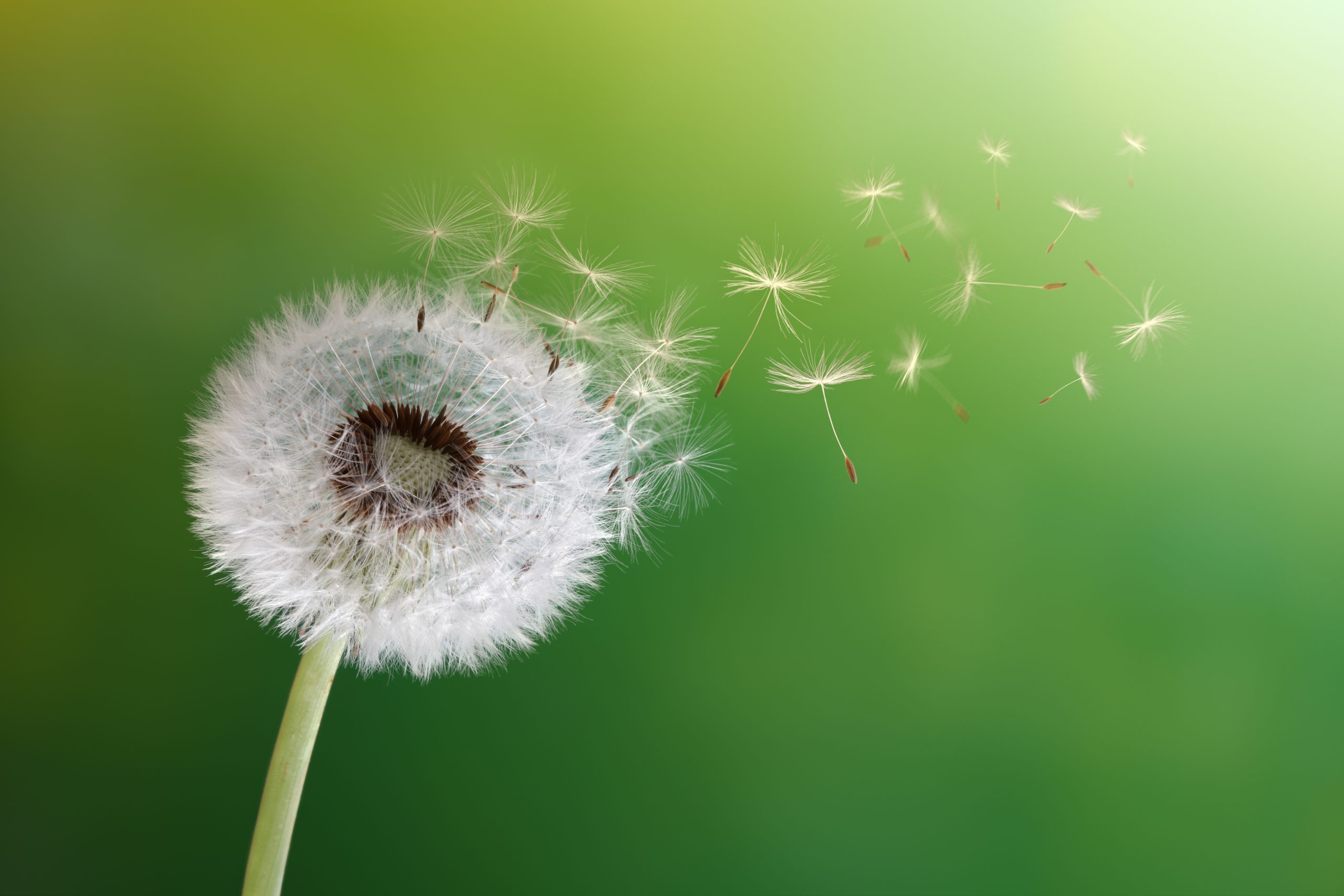 Pappus des Löwenzahn mit davon fliegenden Achänen